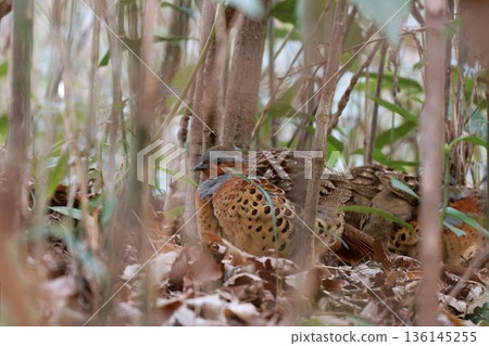 一隻日本林鶯在灌木叢中行走 136145255