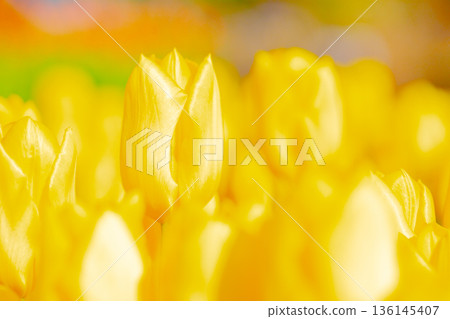 Flowers around the house, various in all seasons. Beautiful early-blooming tulips have bloomed in the flower beds of the botanical garden. 136145407