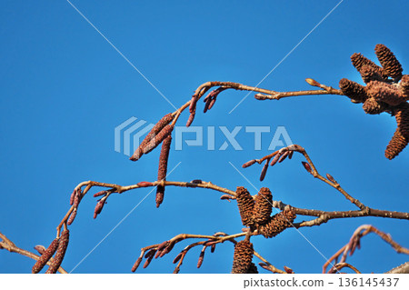 Brown alder fruit and male flower buds (winter, January) Brown alder fruit and male flower buds (winter, January) 136145437