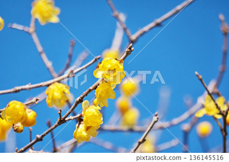 黃色臘梅花(冬季,一月) 黃色臘梅花(冬季,一月) 136145516