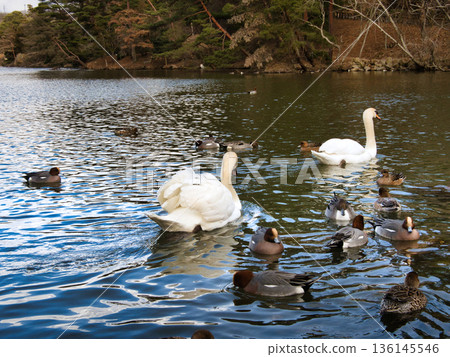 Migratory birds, swans, ducks 136145546