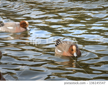 Migratory birds, swans, ducks Migratory birds, swans, ducks 136145547