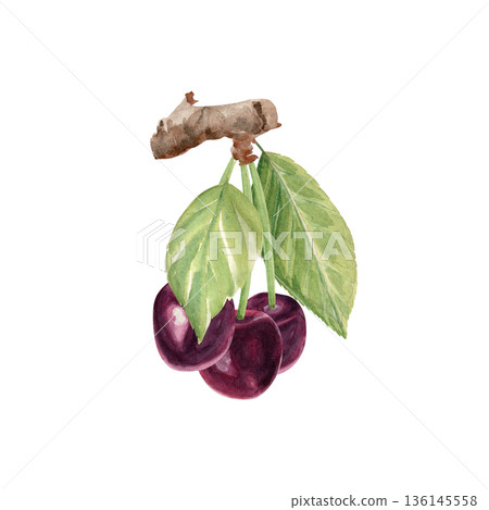 Cherry branch with dark red cherries, fresh green leaves, painted in watercolor. Natural botanical illustration for organic food branding, farmers market design, labels, prints, seasonal layouts 136145558
