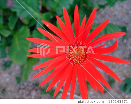 Close-up photo of gerbera Close-up photo of gerbera 136145571