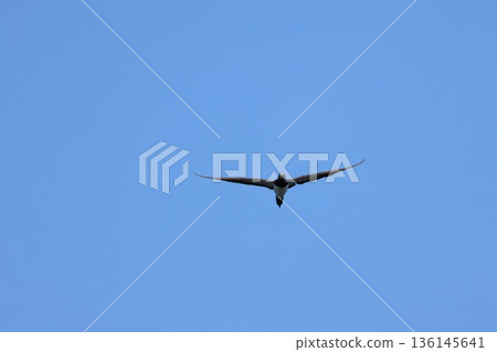 ob鳥在藍藍的天空中飛翔 136145641