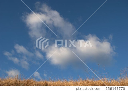Withered winter grass, blue sky and white clouds Withered winter grass, blue sky and white clouds 136145770