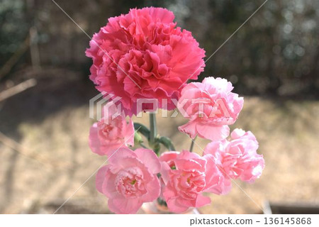 Carnation flowers on a windowsill 136145868