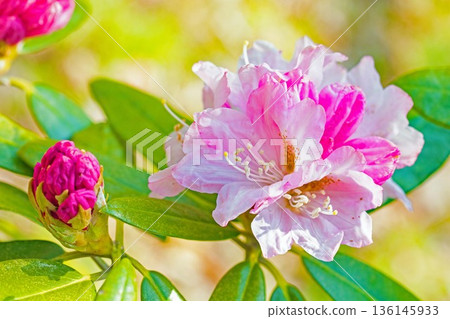 房子周圍鮮花盛開,四季各異。在森林公園的杜鵑花園裡,美麗的粉紅色花朵點綴著樹木。 房子周圍鮮花盛開,四季各異。在森林公園的杜鵑花園裡,美麗的粉紅色花朵點綴著樹木。 136145933