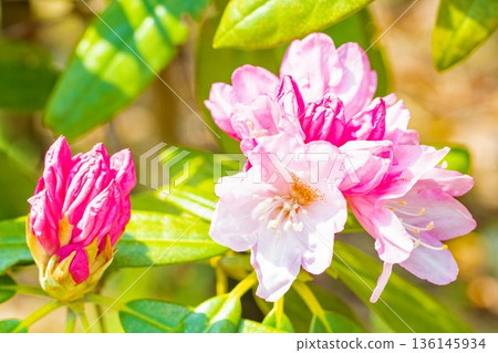 房子周圍鮮花盛開，四季各異。在森林公園的杜鵑花園裡，美麗的粉紅色花朵點綴著樹木。 136145934