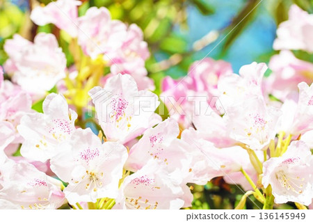 Flowers around the house, various in all seasons. Beautiful pink flowers adorn the trees in the rhododendron garden in the forest park. 136145949