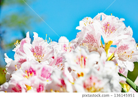 房子周圍鮮花盛開，四季各異。在森林公園的杜鵑花園裡，美麗的粉紅色花朵點綴著樹木。 136145951