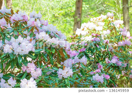 Flowers around the house, various in all seasons. Beautiful pink flowers adorn the trees in the rhododendron garden in the forest park. Flowers around the house, various in all seasons. Beautiful pink flowers adorn the trees in the rhododendron garden in the forest park. 136145959