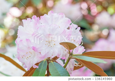 Flowers around the house, various in all seasons. Beautiful pink flowers adorn the trees in the rhododendron garden in the forest park. 136145960