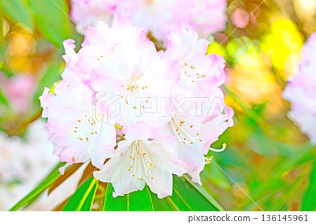Flowers around the house, various in all seasons. Beautiful pink flowers adorn the trees in the rhododendron garden in the forest park. 136145961