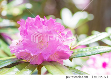 Flowers around the house, various in all seasons. Beautiful pink flowers adorn the trees in the rhododendron garden in the forest park. Flowers around the house, various in all seasons. Beautiful pink flowers adorn the trees in the rhododendron garden in the forest park. 136145971