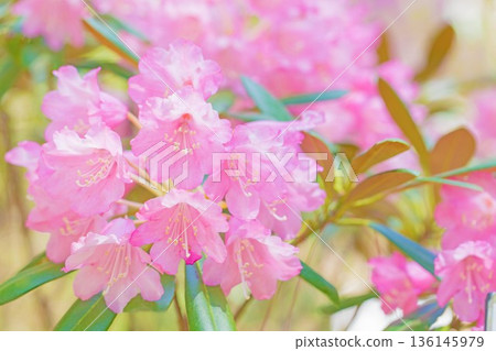 房子周圍鮮花盛開,四季各異。在森林公園的杜鵑花園裡,美麗的粉紅色花朵點綴著樹木。 房子周圍鮮花盛開,四季各異。在森林公園的杜鵑花園裡,美麗的粉紅色花朵點綴著樹木。 136145979
