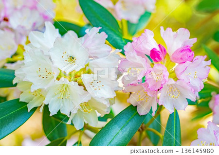 房子周圍鮮花盛開,四季各異。在森林公園的杜鵑花園裡,美麗的粉紅色花朵點綴著樹木。 房子周圍鮮花盛開,四季各異。在森林公園的杜鵑花園裡,美麗的粉紅色花朵點綴著樹木。 136145980