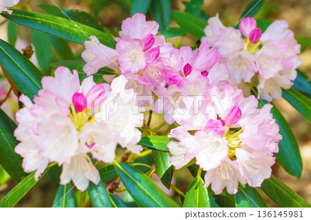 房子周圍鮮花盛開,四季各異。在森林公園的杜鵑花園裡,美麗的粉紅色花朵點綴著樹木。 房子周圍鮮花盛開,四季各異。在森林公園的杜鵑花園裡,美麗的粉紅色花朵點綴著樹木。 136145981