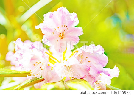 Flowers around the house, various in all seasons. Beautiful pink flowers adorn the trees in the rhododendron garden in the forest park. 136145984