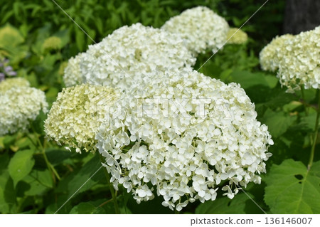 白色安娜貝爾 136146007