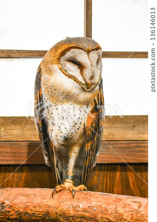 倉owl 136146013