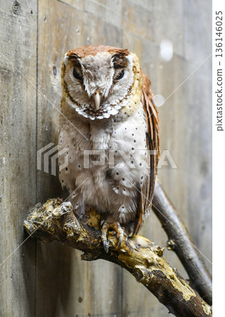 Barn owl Barn owl 136146025