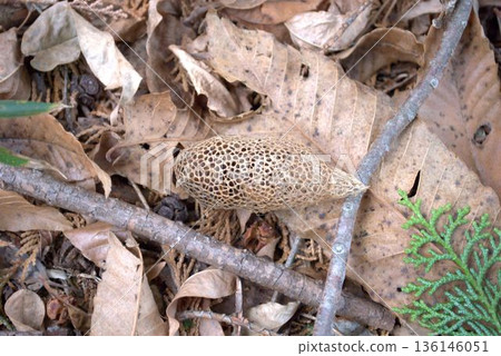 地上躺著一個楠木蠶的繭。 136146051