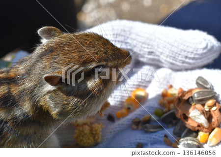 Chipmunk eating from hand Chipmunk eating from hand 136146056
