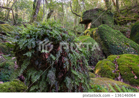 The most beautiful moss forest in Japan: Yakushima Shiratani Unsuikyo Gorge (Winter) 136146064
