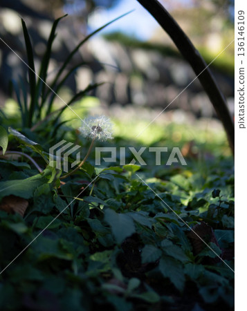 Park's dandelion Park's dandelion 136146109