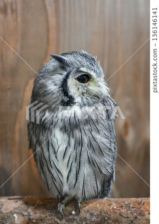 African elephant hazuku 136146141