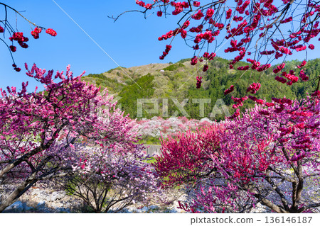 Hanamomo no Sato, Achi Village, Nagano Prefecture Hanamomo no Sato, Achi Village, Nagano Prefecture 136146187