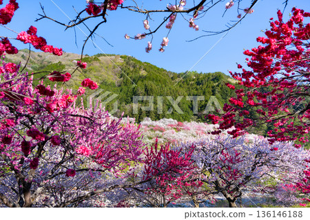 Hanamomo no Sato, Achi Village, Nagano Prefecture 136146188