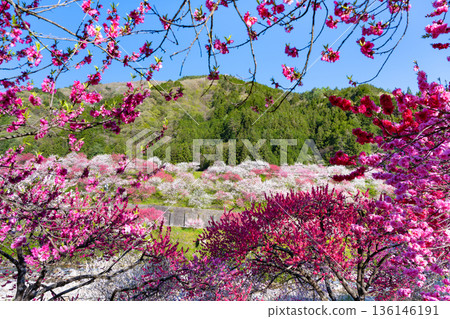 Hanamomo no Sato, Achi Village, Nagano Prefecture Hanamomo no Sato, Achi Village, Nagano Prefecture 136146191