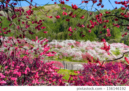 長野縣阿智村花桃之裡 長野縣阿智村花桃之裡 136146192