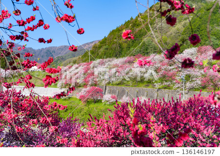 Hanamomo no Sato, Achi Village, Nagano Prefecture Hanamomo no Sato, Achi Village, Nagano Prefecture 136146197
