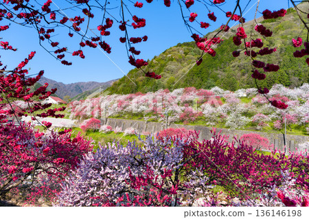 Hanamomo no Sato, Achi Village, Nagano Prefecture 136146198