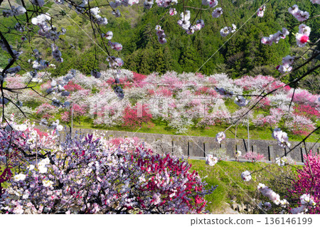 Hanamomo no Sato, Achi Village, Nagano Prefecture 136146199