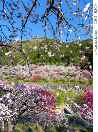 長野縣阿智村花桃之裡 長野縣阿智村花桃之裡 136146200