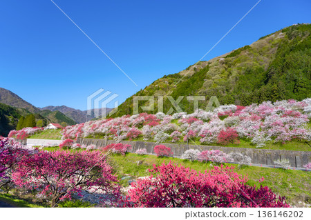 長野縣阿智村花桃之裡 長野縣阿智村花桃之裡 136146202