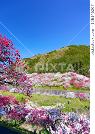 長野縣阿智村花桃之裡 136146207