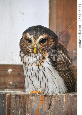 Namba chick owl 136146254