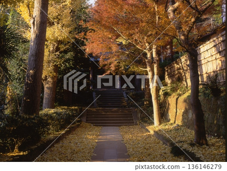 Yellow leaves at Engakuji Temple in Kita-Kamakura Yellow leaves at Engakuji Temple in Kita-Kamakura 136146279