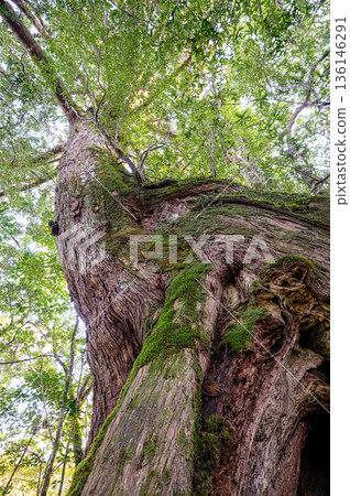 無名屋久杉，屋久島國立公園（冬季） 136146291