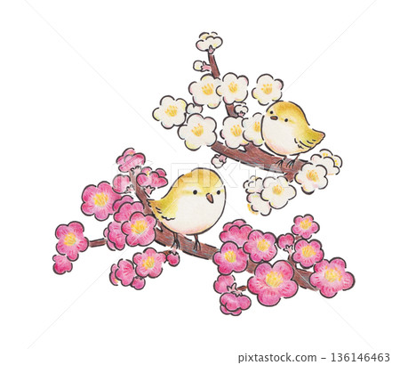Illustration of plum blossoms and a nightingale Illustration of plum blossoms and a nightingale 136146463