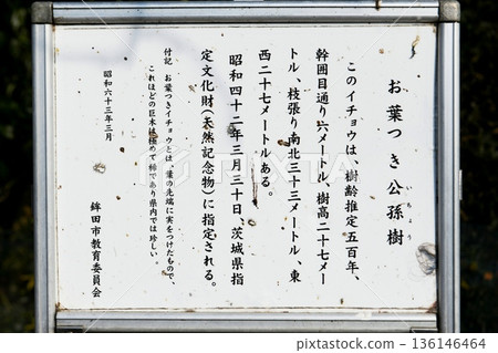 [茨城縣保田市指定天然紀念物，大光寺「帶葉正書院銀杏」說明牌] 136146464