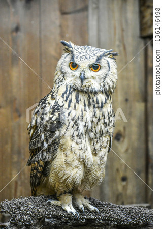 Bengal Eagleworm 136146498