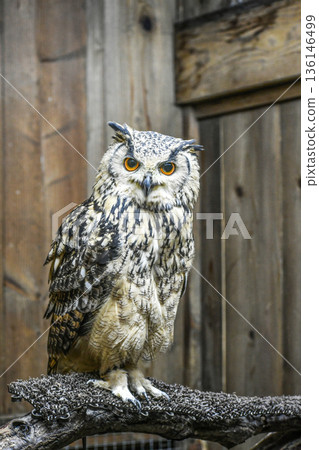 孟加拉Eagleworm 136146499