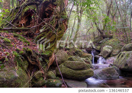 The most beautiful moss valley in Japan: Yakushima National Park (Winter) The most beautiful moss valley in Japan: Yakushima National Park (Winter) 136146537
