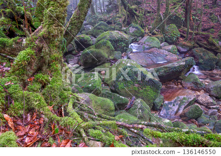 The most beautiful moss valley in Japan: Yakushima National Park (Winter) The most beautiful moss valley in Japan: Yakushima National Park (Winter) 136146550